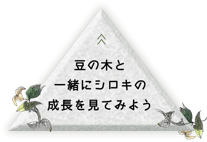 豆の木と一緒にアイシンシロキの成長を見てみよう